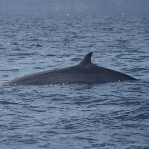 North Atlantic Minke Whale off Staithes, 26th August 2022