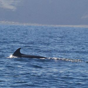 North Atlantic Minke Whale off Staithes, 26th August 2022