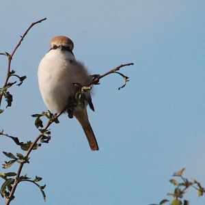 Red-tailed (Turkestan) Shrike at Bempton Cliffs, 26th August 2022