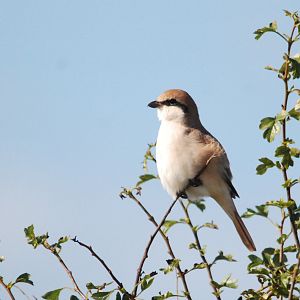 Red-tailed (Turkestan) Shrike at Bempton Cliffs, 26th August 2022