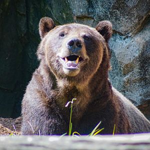 Aug. 2022 - North America: Prairie - Grizzly Bear (Ronan)