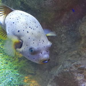 Blackspotted puffer (Arothron nigropunctatus)