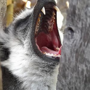 Ring-tailed lemur (Lemur catta)