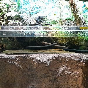 Electric eel aquarium.