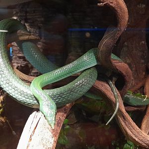 Rhinoceros ratsnake (Gonyosoma boulengeri)