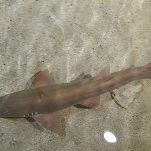 Brownbanded bamboo shark (Chiloscyllium punctatum)