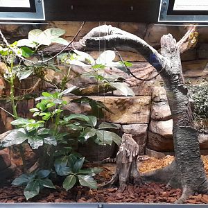 Mixed species exhibit