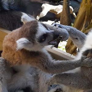 Ring tailed lemurs (Lemur catta)