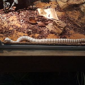 Southwestern speckled rattlesnake (Crotalus pyrrhus)