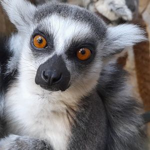 Ring tailed lemur (Lemur catta)