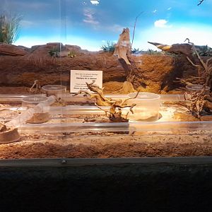 Naked mole rat enclosure