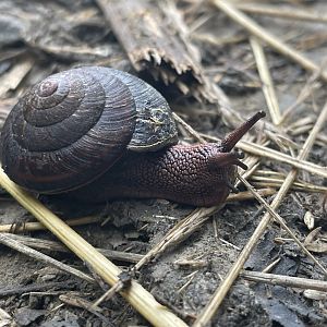 Redwood sideband snail (Monadenia infumata callidina)