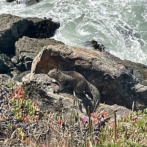 California ground squirrel