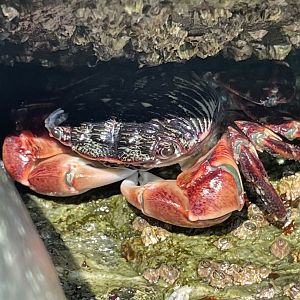 Striped shore crab