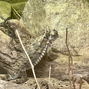 Giant Mexican Horned Lizard