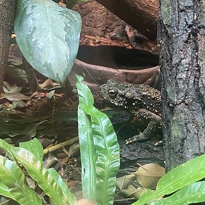 Borneo Giant Stream Toad