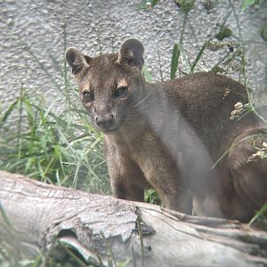 Fossa