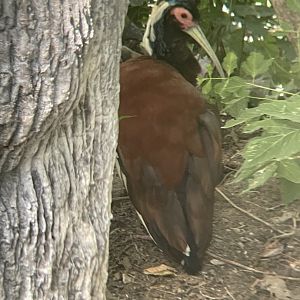 Madagascar Crested Ibis
