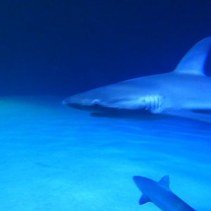 Galapagos shark (Carcharhinus galapagensis)