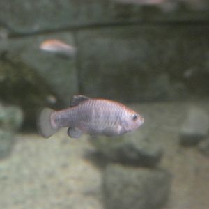 Devil’s hole pupfish (Cyprinodon diabolis)