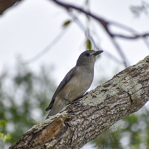 Grey Shrike-thrush