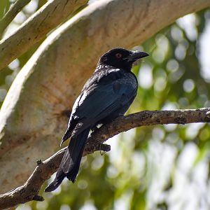 Spangled Drongo