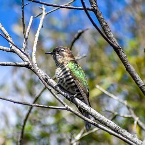 Shining Bronze-Cuckoo