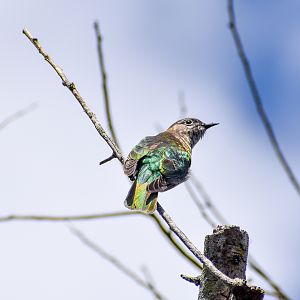 Shining Bronze-Cuckoo