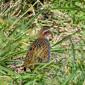 Buff-banded Rail