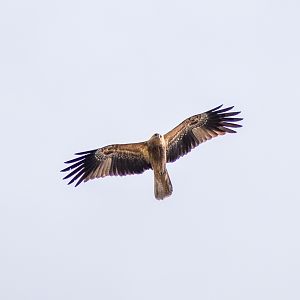 Whistling Kite