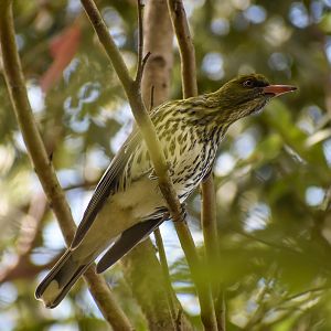 Olive-backed Oriole
