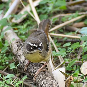 White-browed Scrubwren