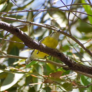 White-throated Gerygone