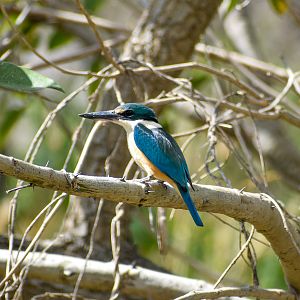 Sacred Kingfisher