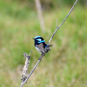 Superb Fairywren