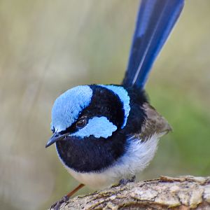 Superb Fairywren