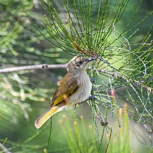 Brown Honeyeater