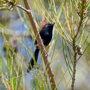 Red-backed Fairywren