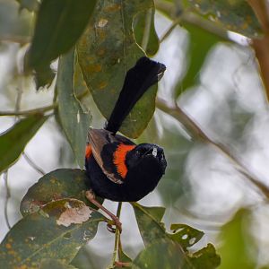 Red-backed Fairywren