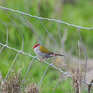 Red-browed Finch