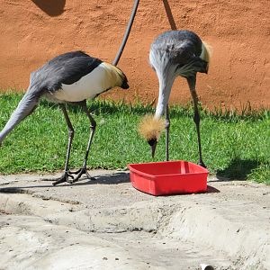 Grey Crowned Crane  (Balearica regulorum)