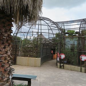 Tufted Capuchin ( Sapajus apella), Jackal Buzzard (Buteo rufofuscus)