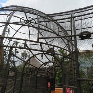 Tufted Capuchin ( Sapajus apella)