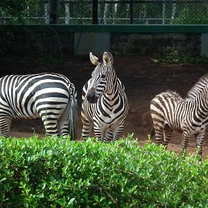 African Section -Baby and Mother Grant's Zebra