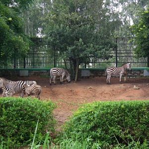 Africa Section - Zebra Enclosure