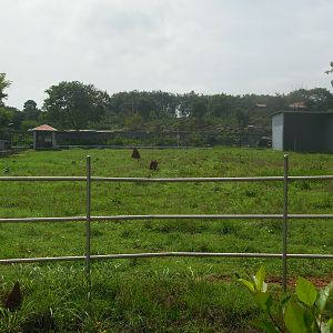 Africa Section - Giraffe Enclosure
