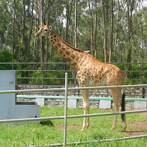 Africa Section - Gowri