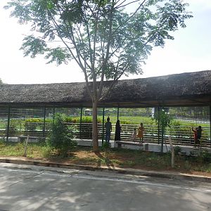 Africa Section - Giraffe Viewing