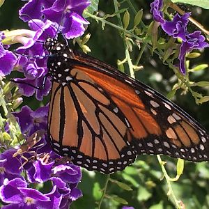 Monarch Butterfly
