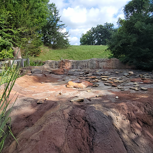 Aug. 2022 - North America: Prairie - Geyser (Bison/Elk Exhibit Behind)
